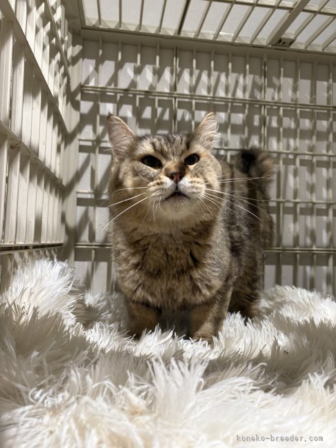 ピクシーボブ【・男の子・2022年2月28日・ブラウンスポテッドタビー】