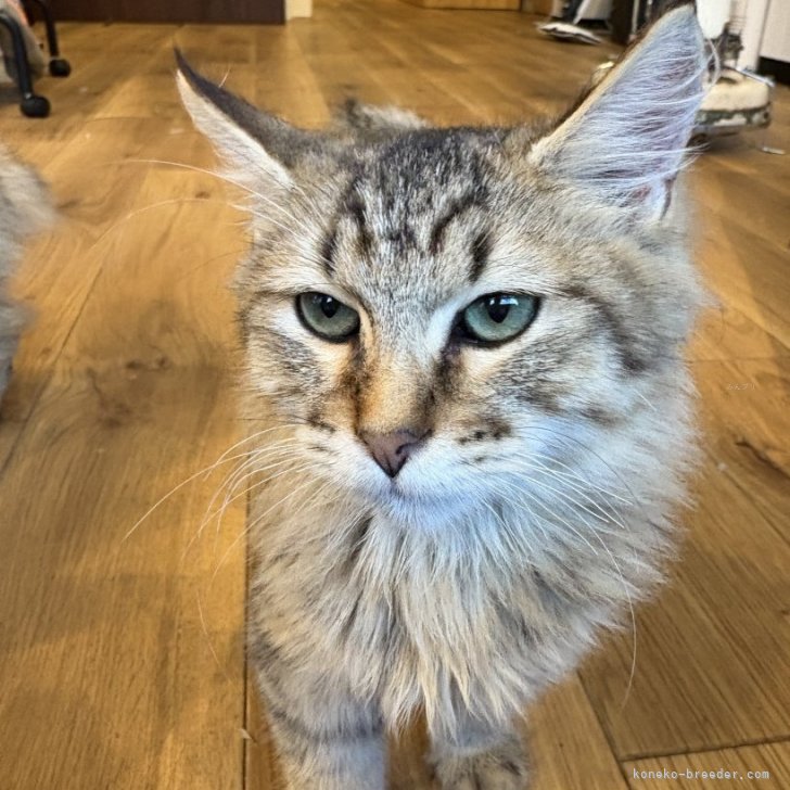 ブリーダー画像