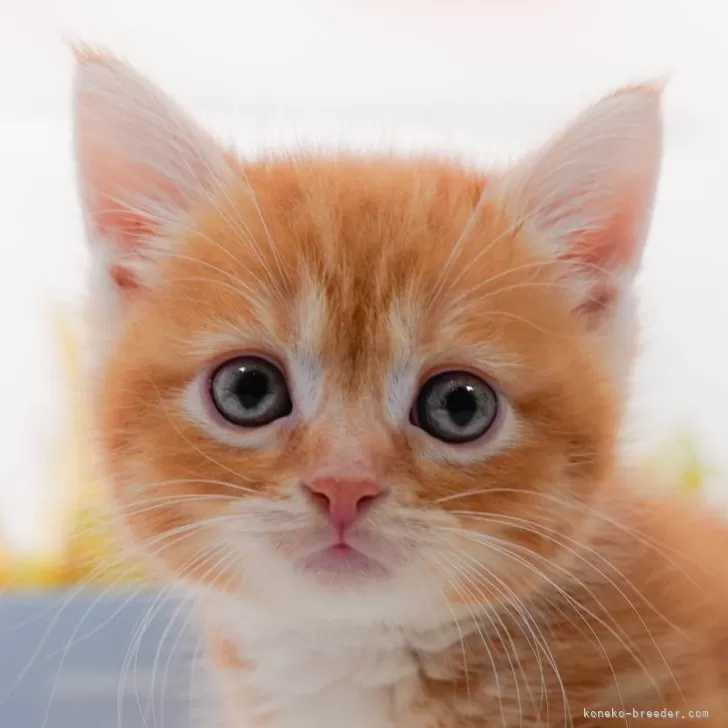ID:2409-01257の子猫