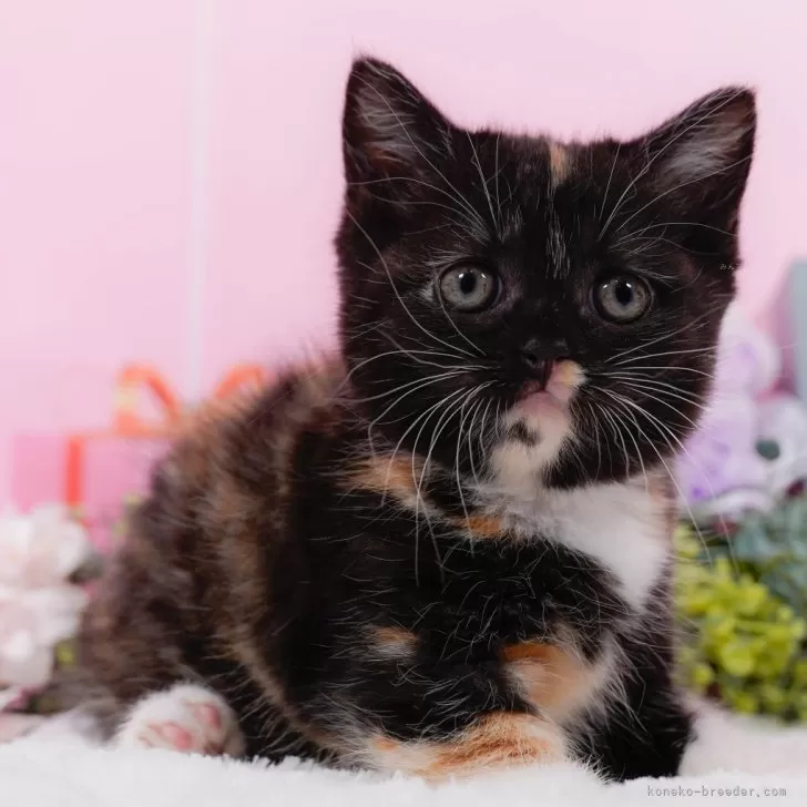 ID:2409-01909の子猫