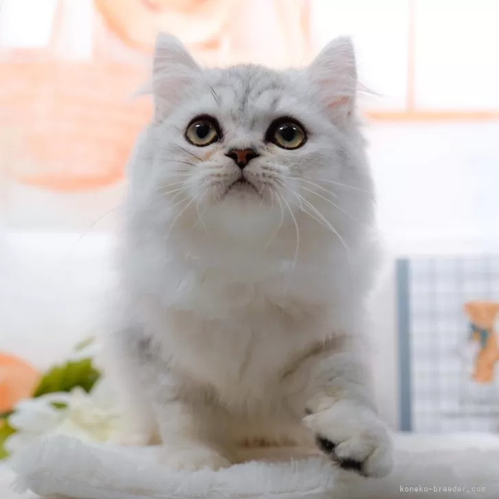 ID：2407-01769の子猫