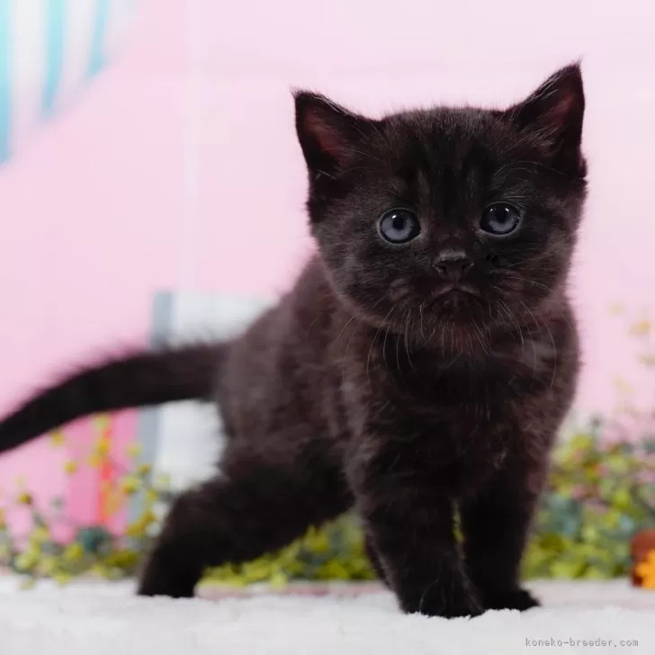 ID：2409-02654の子猫