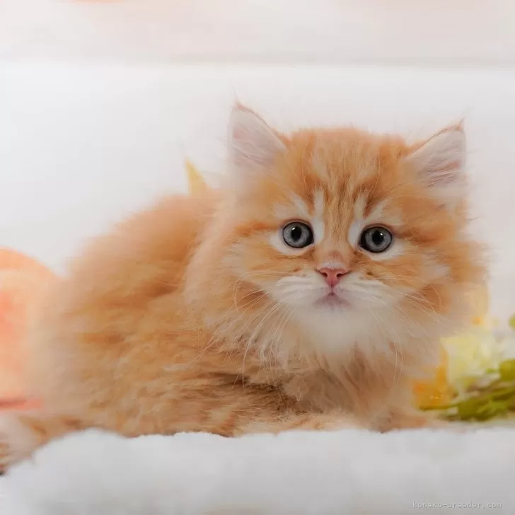 ID：2410-00187の子猫