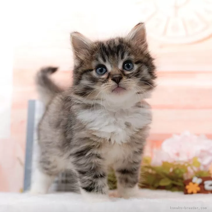 ID:2407-00980の子猫