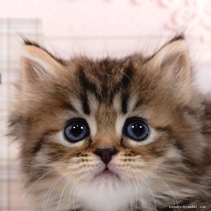 ID：2406-03082の子猫