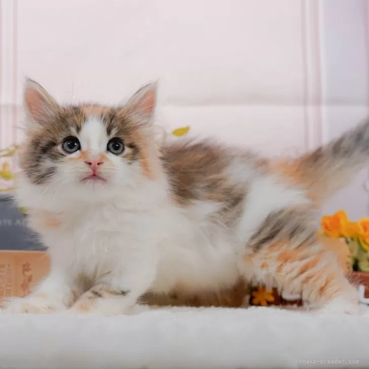 ID:2407-03268の子猫