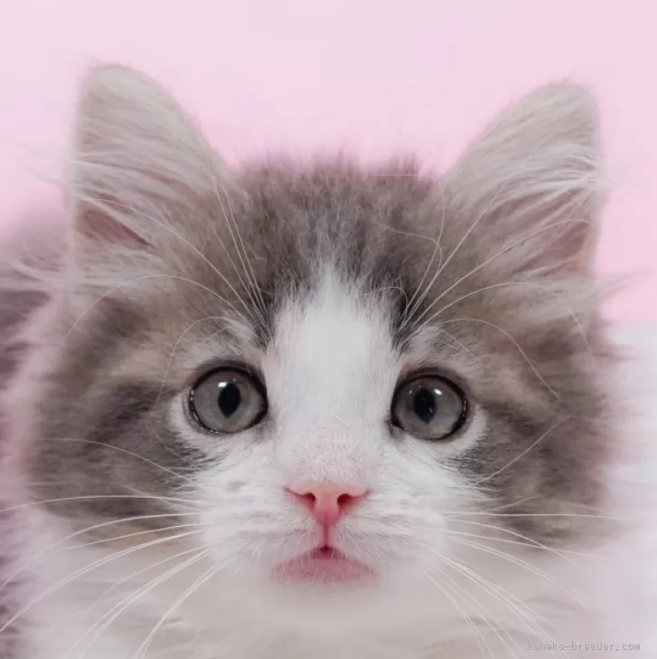 uru 様のお迎えした子猫