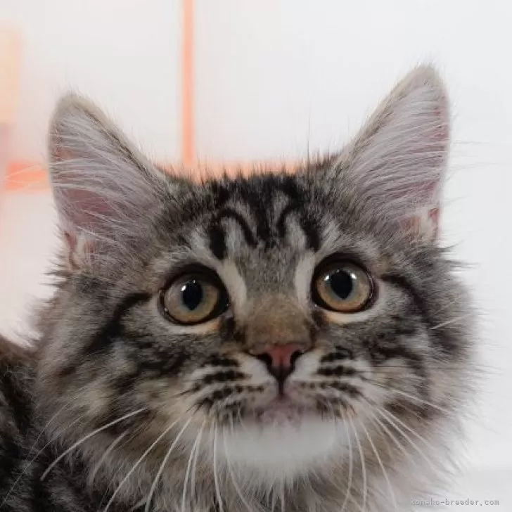 ID：2410-00180の子猫