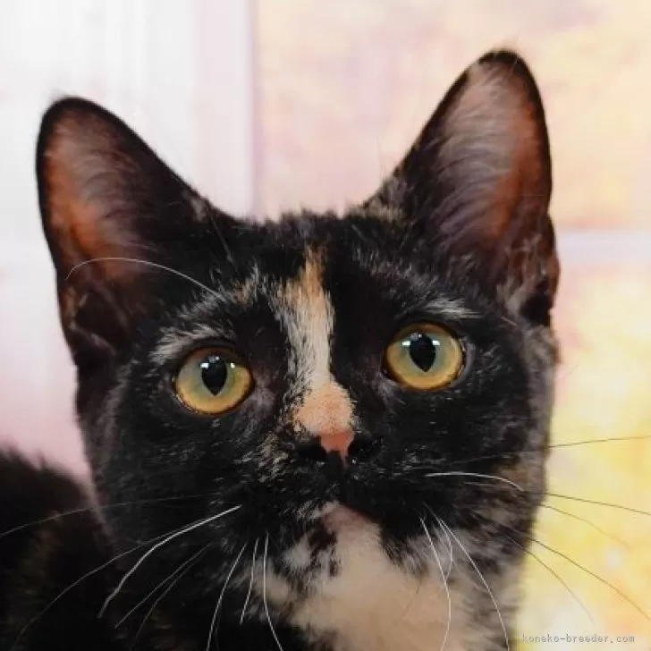 ID：2408-00758の子猫