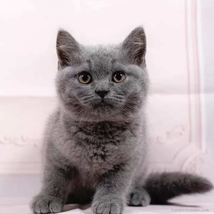 ブリティッシュショートヘア【東京都・女の子・2024年4月12日・ブルー】の写真1「生後62日時点🐾18時まで受付してるニャン😸」