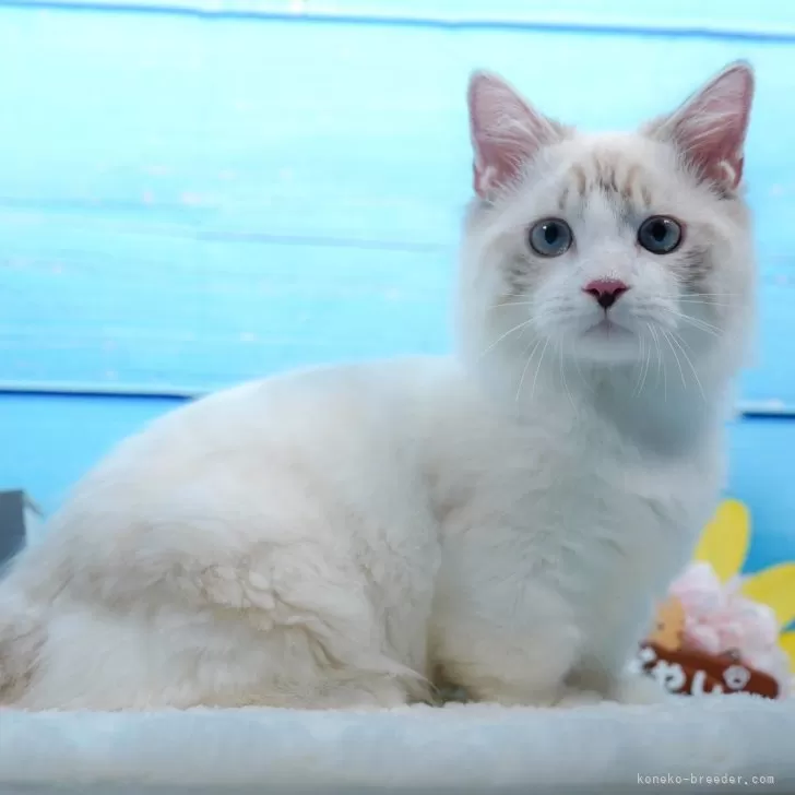 ID：2407-02464の子猫