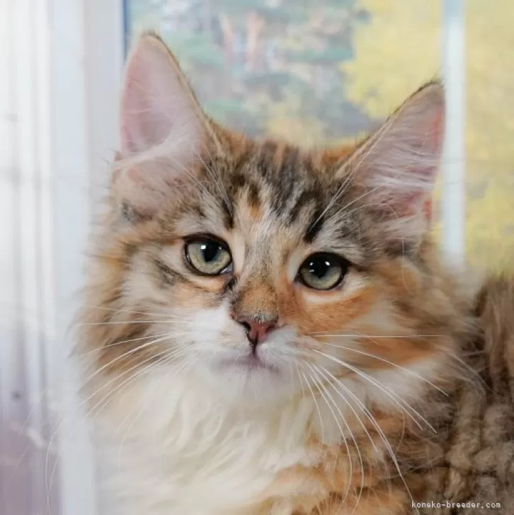 ID:2410-02537の子猫
