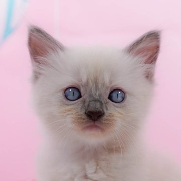 ラグドール【東京都・男の子・2024年8月28日・ブルーポイントミテッド】の写真「全てコミコミ総額表示😸」