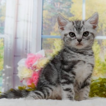 マンチカン(長足)【東京都・男の子・2024年9月5日・シルバータビー】の写真「全てコミコミ総額表示😸」