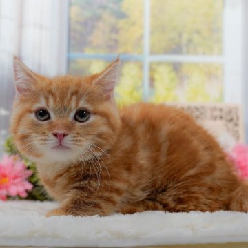 マンチカン(短足)【東京都・男の子・2024年7月22日・レッドタビー】の写真「全てコミコミ総額表示😸当日見学OK🐱✨」