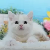 マンチカン(長足)【東京都・女の子・2024年9月21日・クリームタビー&ホワイト】の写真1「🐱複数頭の見学も可能🐱きょうだいや他のネコちゃんも見れます」