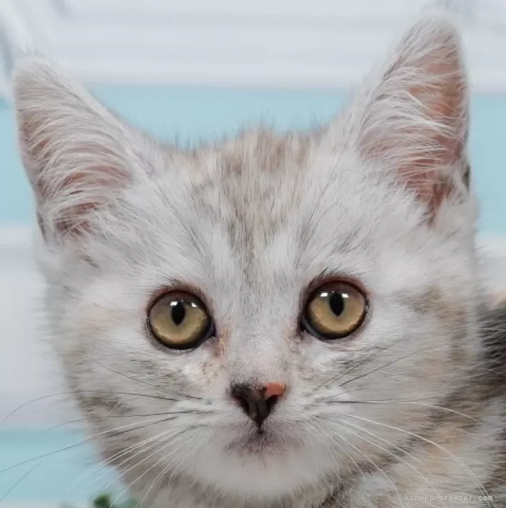 ID：2502-01165の子猫