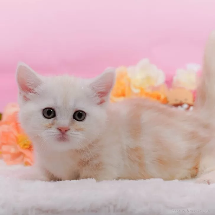 ミヌエット(短足)【東京都・女の子・2025年1月5日・クリームタビー】の写真1「🐱複数頭の見学も可能🐱きょうだいや他のネコちゃんも見れます」