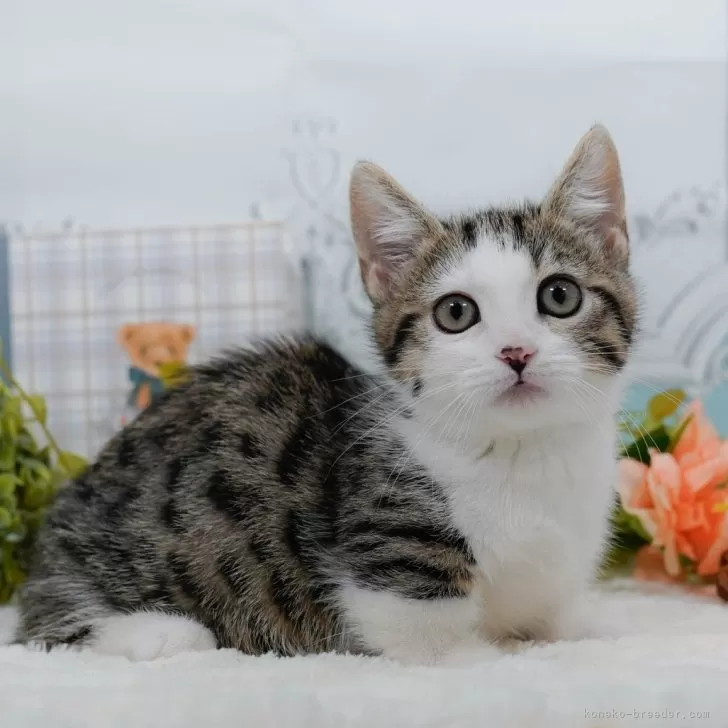 ID：2412-01566の子猫