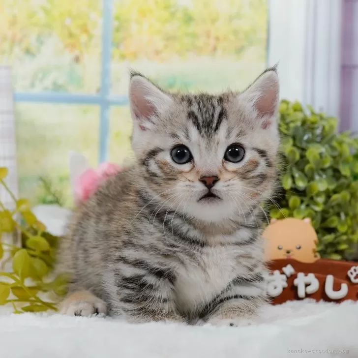 マンチカン(短足)【東京都・男の子・2025年1月11日・シルバータビー】の写真1「🐱複数頭の見学も可能🐱きょうだいや他のネコちゃんも見れます」