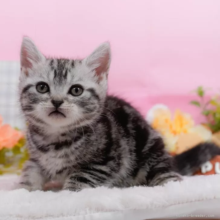 K.T 様のお迎えした子猫