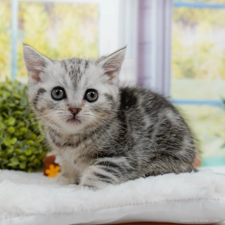 ベレーを被ったお座り猫（シルバータビー） child_img_1_bca0e05278c5.jpg