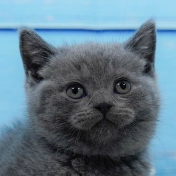 ブリティッシュショートヘア【東京都・男の子・2024年11月8日・ブルー】の写真「全てコミコミ総額表示😸当日見学OK🐱✨」