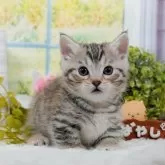 マンチカン(短足)【東京都・男の子・2025年1月11日・シルバータビー】の写真1「🐱複数頭の見学も可能🐱きょうだいや他のネコちゃんも見れます」