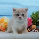 エキゾチックショートヘア【東京都・女の子・2024年11月18日・クリーム&ホワイト】の写真1「🐱複数頭の見学も可能🐱きょうだいや他のネコちゃんも見れます」