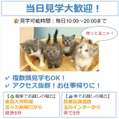 マンチカン(短足)【東京都・女の子・2025年1月11日・シルバータビー&ホワイト】の写真7