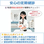 ミヌエット(短足)【東京都・女の子・2025年1月5日・クリームタビー】の写真9