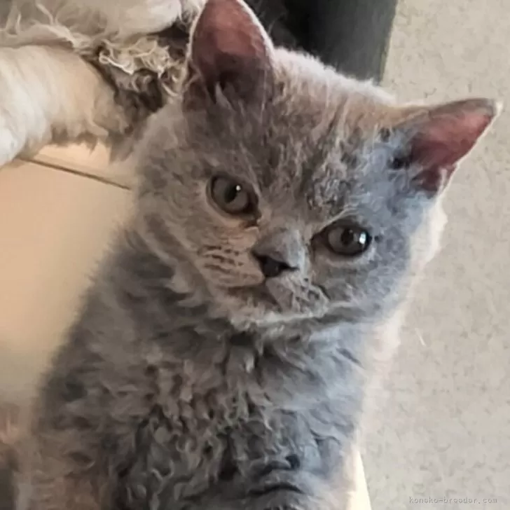 ID：2407-02889の子猫