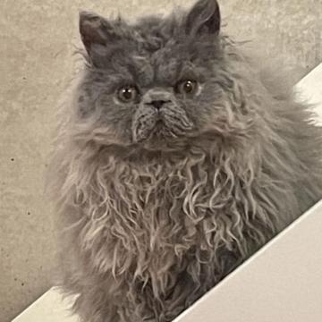 セルカークレックス【埼玉県・男の子・2022年9月17日・ブルー（ロング カール）】の写真「モフモフクルクル甘えん坊ボーイ」