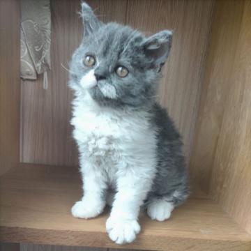 セルカークレックス【埼玉県・女の子・2022年8月9日・ブルーアンドホワイト（クルクルカール）】の写真「モフモフのクルクルカール
おっとりさん。」