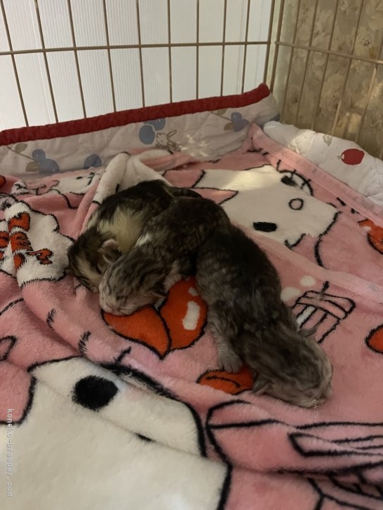 鈴木走ブリーダーのブログ:可愛さで有名な、みなみちゃんの子のオリビアが出座しました。