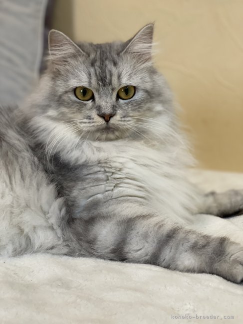 サイベリアン【・女の子・2022年6月22日・シルバータビー】