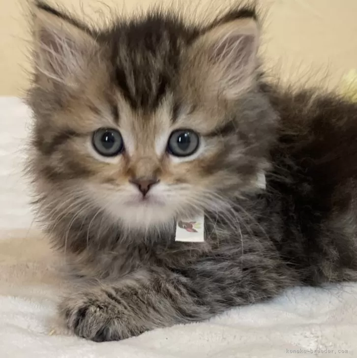 ID：2402-00331の子猫
