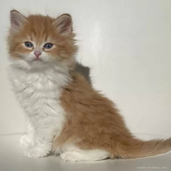 ID：2412-01393の子猫