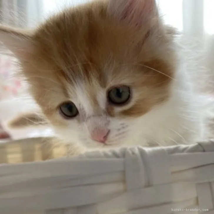 ID:2303-02582の子猫