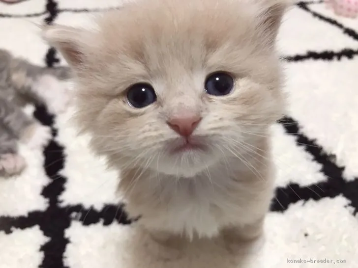 ID:2012-00136の子猫