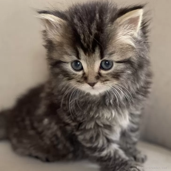 ID：2402-00021の子猫