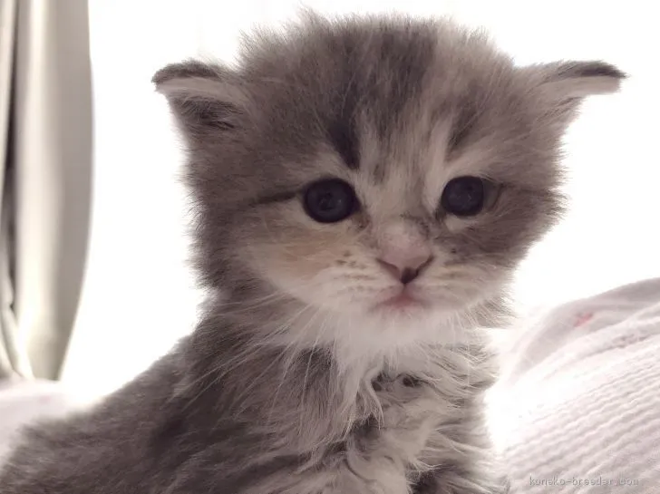 ID:2012-00141の子猫