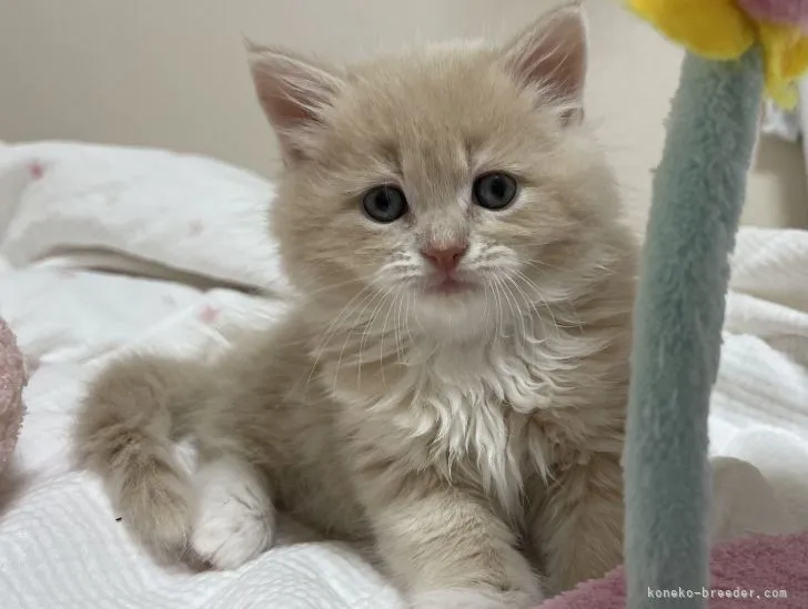 いもこ。 様のお迎えした子猫