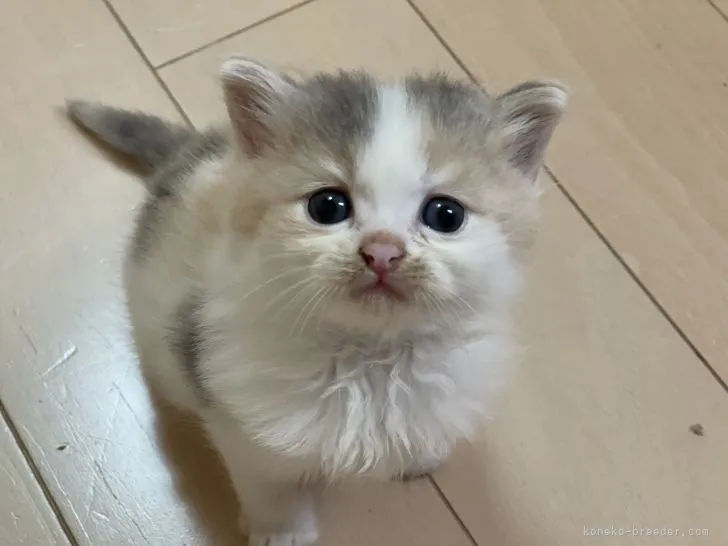 ID：2104-00023の子猫