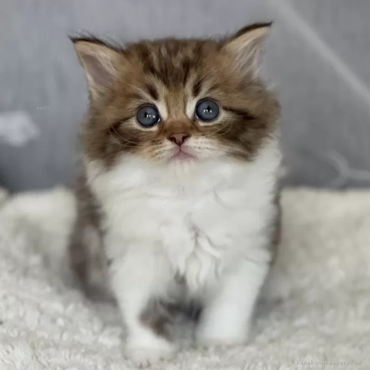 ID:2406-00268の子猫