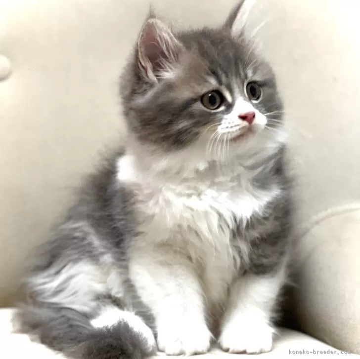 ID：2405-02881の子猫