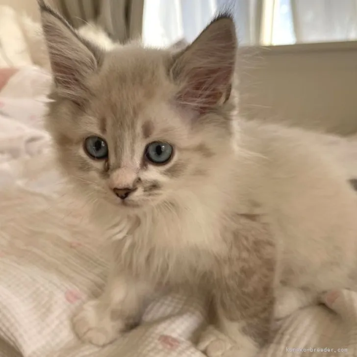 ID：2310-01987の子猫