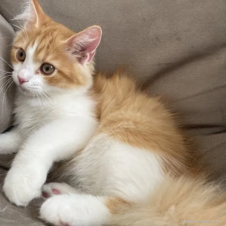 ID:2308-00017の子猫