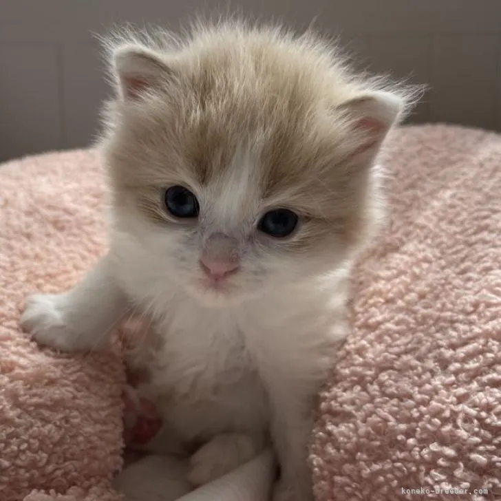 ID:2207-02433の子猫