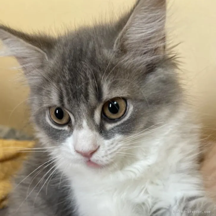 ID:2308-00019の子猫